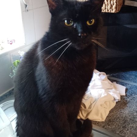 Missing Domestic Short Hair Cats in Letchworth Garden City