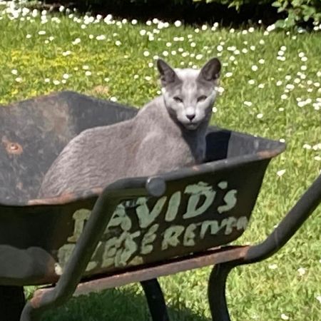 Missing Russian Blue Cats in South Darenth