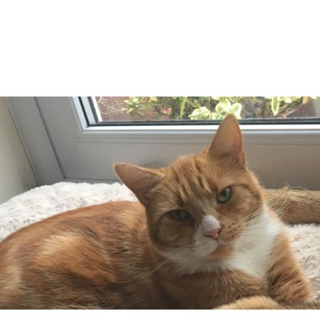 Missing Domestic Short Hair Cats in Radcliffe