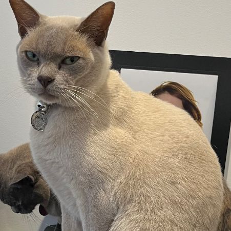 Missing Burmese Cats in London