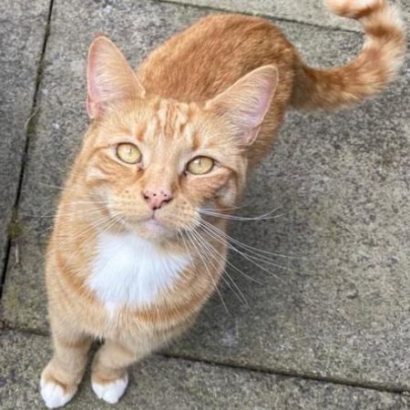 Missing Domestic Short Hair Cats in Edgware