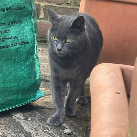 Missing Domestic Short Hair Cats in Reading