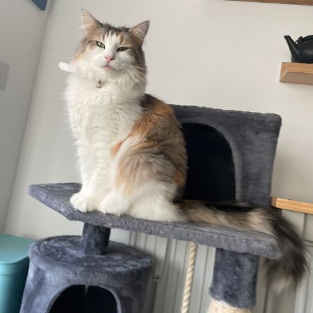 Missing Norwegian Forest Cats in Kettering