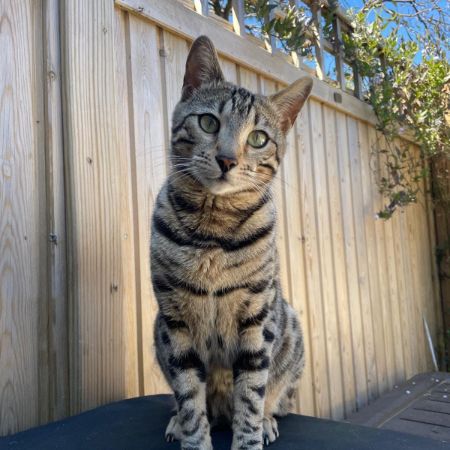 Missing Bengal Cats in Woking