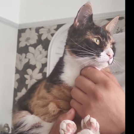 Missing Domestic Short Hair Cats in Clayhall