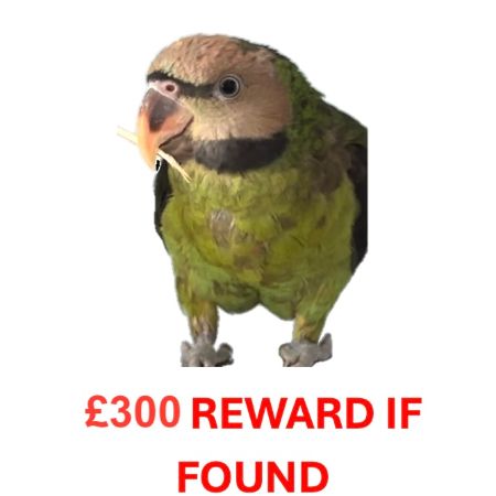 Missing Parrot, Parakeet Birds in Hounslow