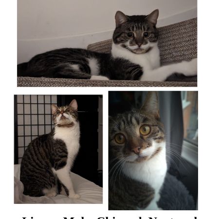 Missing Mixed Breed Cats in Birminham