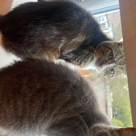 Missing Tabby Cats in Bradford