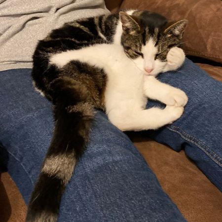 Missing Domestic Short Hair Cats in Southampton