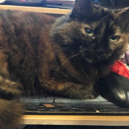 Missing Tortoiseshell Cats in Erith