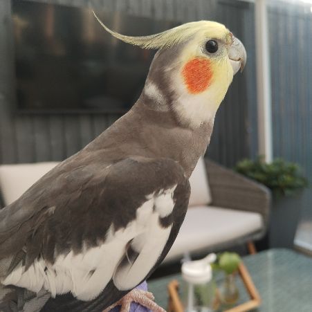 Missing Cockatiel Birds in LONDON