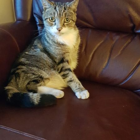 Missing Tabby Cats in Nantwich