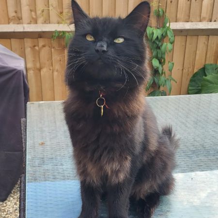 Missing Semi-Long Hair Cats in Colchester