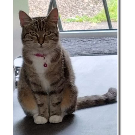 Missing Domestic Short Hair Cats in Tyseley, Birmingham 