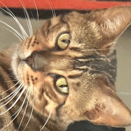 Missing Bengal Cats in Stratford, London