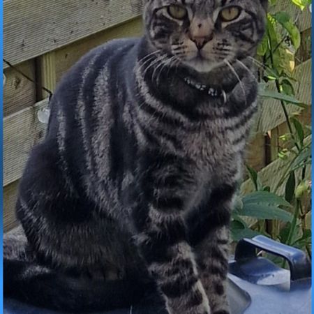 Missing Domestic Short Hair Cats in Harrogate 