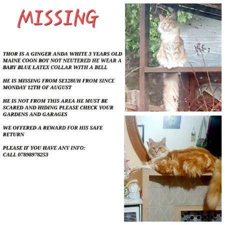 Missing Maine Coon Cats in London