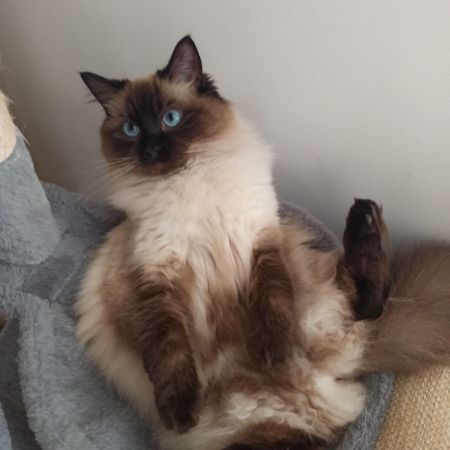 Missing Ragdoll Cats in Manchester