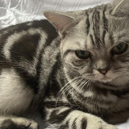 Missing British Short Hair Cats in Telford