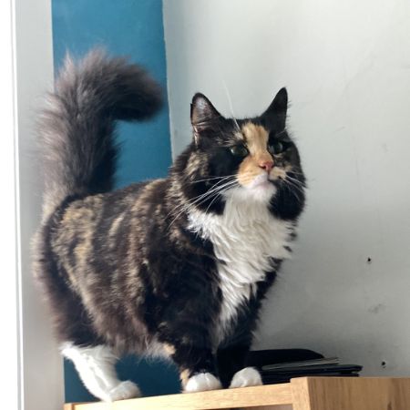 Missing Semi-Long Hair Cats in Spalding