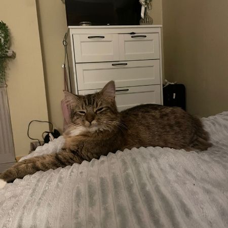 Missing Mixed Breed Cats in London 