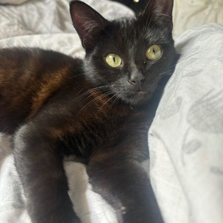 Missing Domestic Short Hair Cats in Sudbury 