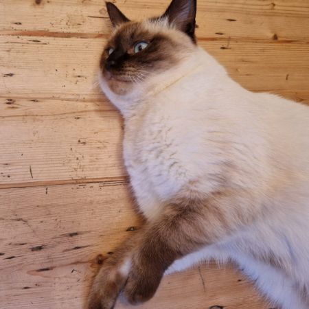 Missing Ragdoll Cats in Staple Hill 