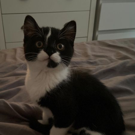 Missing Domestic Short Hair Cats in Hereford