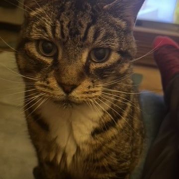 Missing Tabby Cats in Shoreham-by-Sea