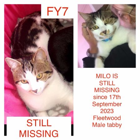 Missing British Short Hair Cats in Fleetwood