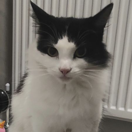 Missing Semi-Long Hair Cats in Stoke On Trent