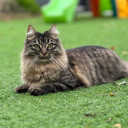 Missing Semi-Long Hair Cats in Uxbridge