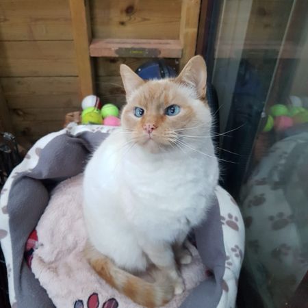 Missing Domestic Short Hair Cats in Paignton