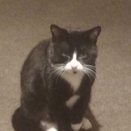 Missing British Short Hair Cats in Redcar