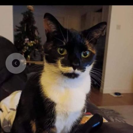 Missing Tortoiseshell Cats in Bellshill 