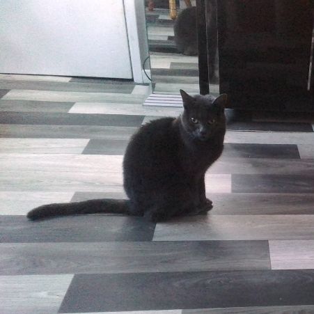 Missing Domestic Short Hair Cats in Rawtenstall