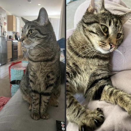 Missing Domestic Short Hair Cats in Wixams