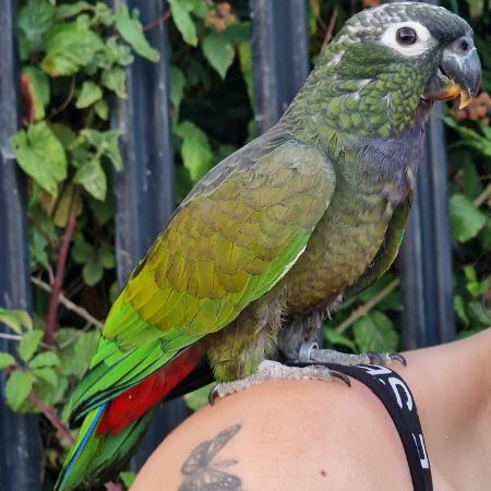 Missing Parrot, Parakeet Birds in Southend-on-Sea