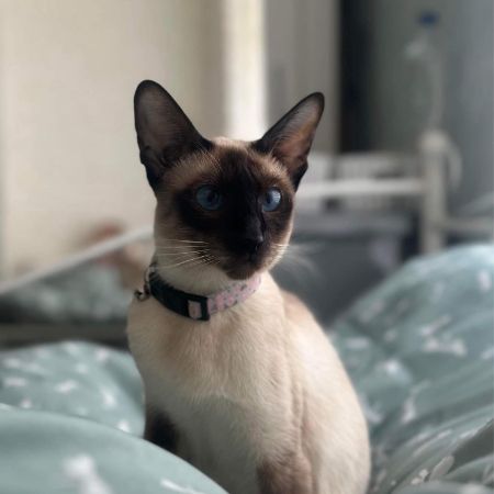 Missing Siamese Cats in Ipswich