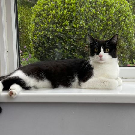 Missing Moggy Cats in East Horsley