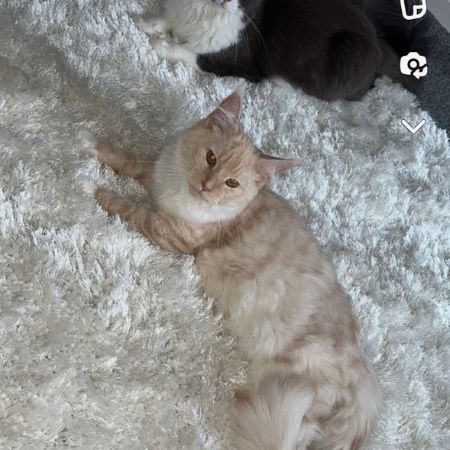 Missing Mixed Breed Cats in Harlow 