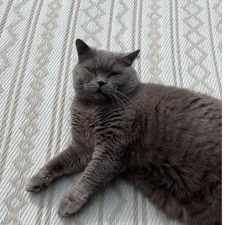 Missing British Blue Cats in Trowbridge 