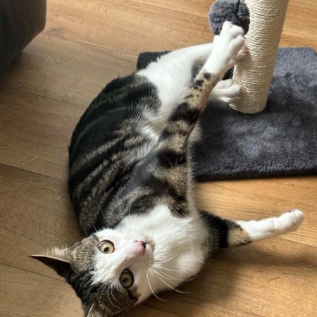 Missing Moggy Cats in Ebley, Stonehouse 