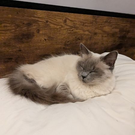 Missing Ragdoll Cats in WEST BRIDGFORD