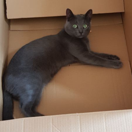 Missing Russian Blue Cats in West Drayton