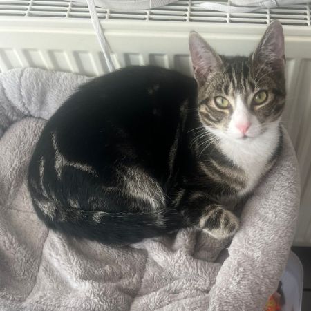 Missing Moggy Cats in Halesowen 