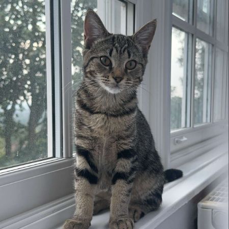 Missing Tabby Cats in Fairbanks Road 