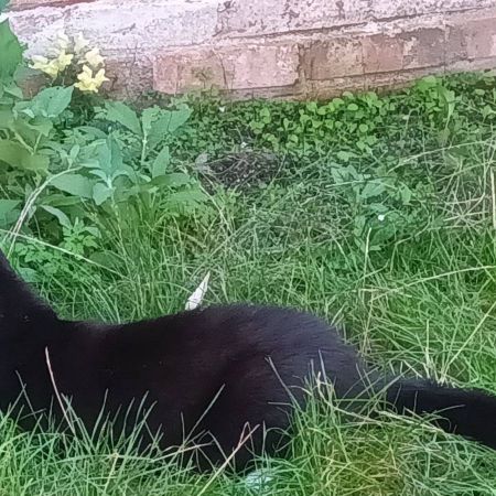 Missing Domestic Short Hair Cats in Brighton 