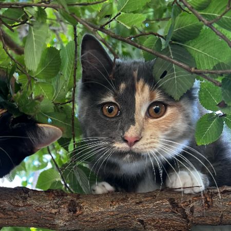 Missing Tortoiseshell Cats in Southsea