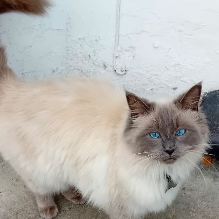 Missing Ragdoll Cats in Barking,Essex.